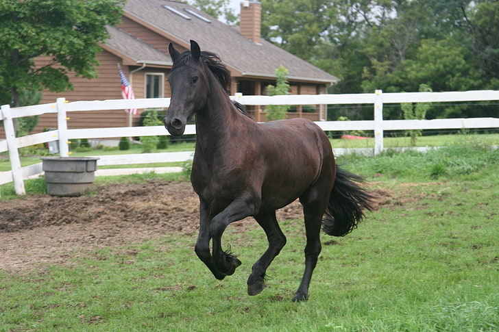 สัตว์ cavalo ม้าสัตว์ม้าศิลปะ HD สัตว์ม้าคาวาโล, วอลล์เปเปอร์ HD