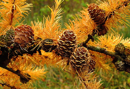 cuatro conos de pino marrón, otoño, macro, agujas, rama, protuberancia, Fondo de pantalla HD HD wallpaper