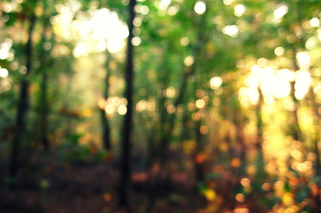 Bokeh, hutan, cahaya, hutan, cahaya, bokeh, musim gugur, alam, Wallpaper HD HD wallpaper