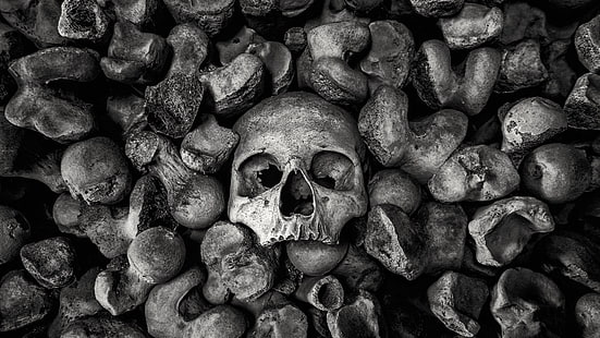 huesos, cráneo, monocromo, Fondo de pantalla HD HD wallpaper