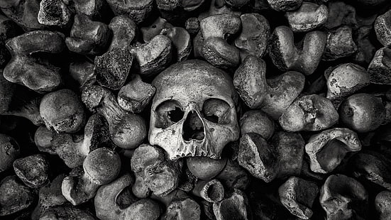 monocromo, huesos, cráneo, Fondo de pantalla HD HD wallpaper
