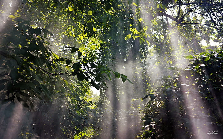 Forêt brumeuse, forêt, nature, brumeux, forêt tropicale, Fond d'écran HD