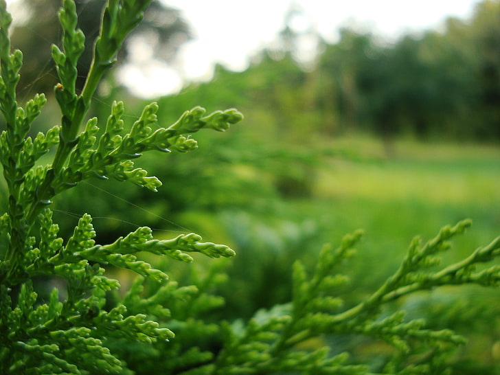 พืชใบสีเขียวธรรมชาติพืช, วอลล์เปเปอร์ HD