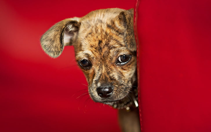 Dog View Red Background, short-coated tan brindle puppy, Animals, Dog, red, view, background, HD wallpaper