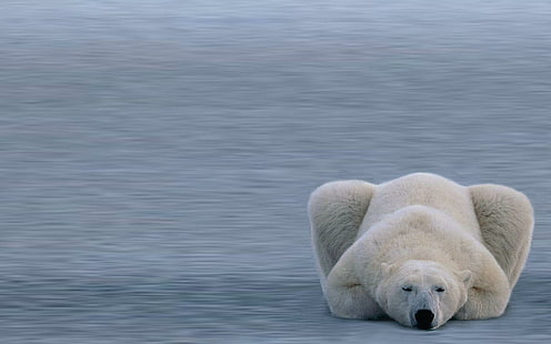 หมีขั้วโลกพักผ่อนขั้วโลกหิมะฤดูหนาวหมีครอบครัวสัตว์, วอลล์เปเปอร์ HD HD wallpaper