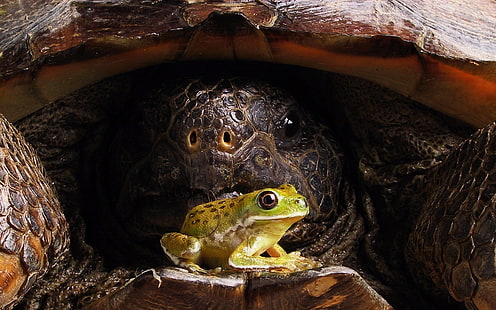 tortuga verde y negra verde, naturaleza, animales, tortuga, rana, ojos, primer plano, anfibios, Fondo de pantalla HD HD wallpaper