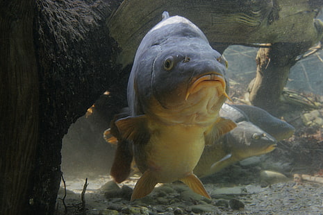 carp, fish, animals, HD wallpaper HD wallpaper