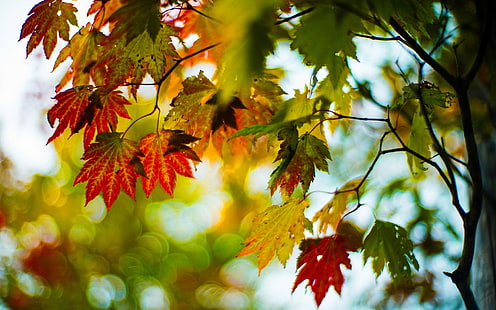 zielone i brązowe liście, jesień, liście, makro, drzewa, gałęzie, czerwony, zielony, tło, drzewo, panoramiczny, tapeta, rozmycie, bokeh, pełny ekran, tapety hd, pełny ekran, Tapety HD HD wallpaper