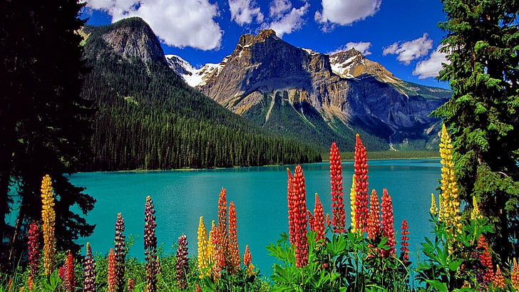 아름 다운, 구름 위에 산, 화려한, 꽃, 호수, 호숫가, 사랑스러운, 좋은, 예쁜, 강, 강둑, 해안, 물, HD 배경 화면