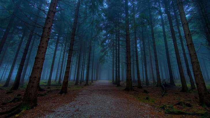 Wald, myst, dunkler Wald, Natur, HD-Hintergrundbild