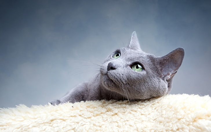 Gato azul russo, russo, cinza, gato, raça de gato, HD papel de parede