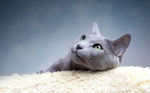 Русская голубая кошка, русская, серая, кошка, порода кошек, HD обои HD wallpaper