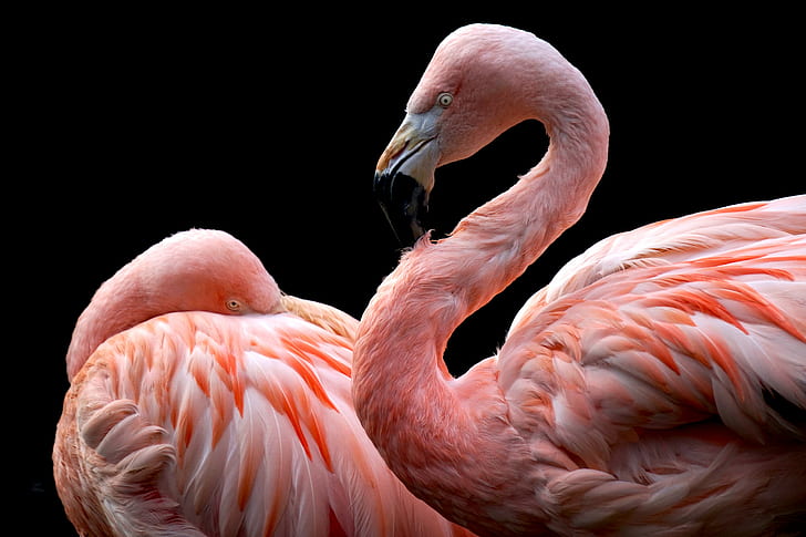 animals, flamingos, birds, black background, HD wallpaper