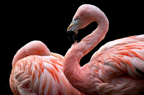 animals, flamingos, birds, black background, HD wallpaper HD wallpaper