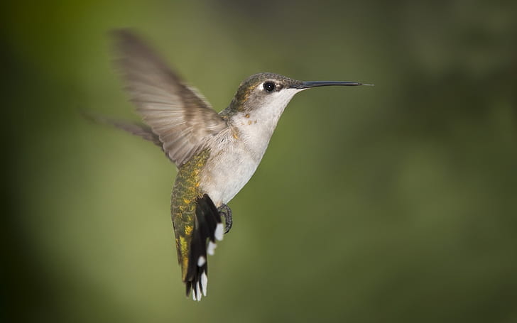 Hummingbird Texas, gray humming bird, HD wallpaper