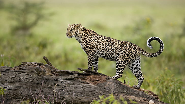 Leopard HD, djur, leopard, HD tapet