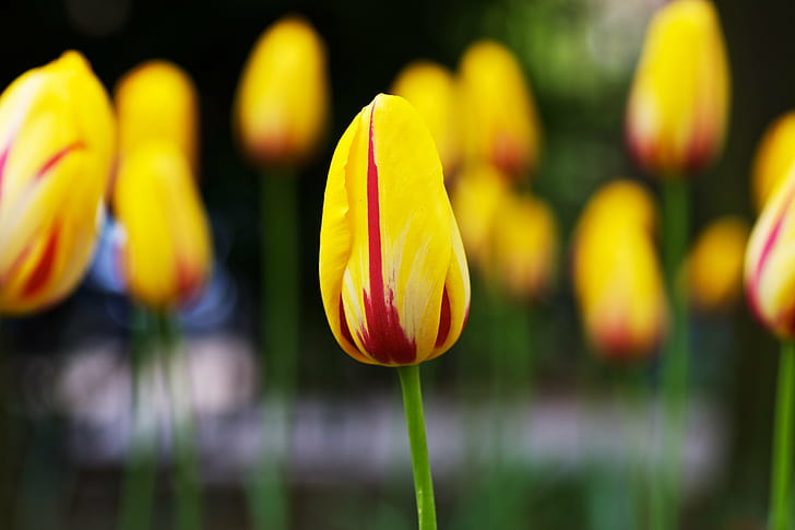 selective photo of yellow Tulip, tulips, tulips, tulips, tulips, Tulips, Everywhere, selective, photo, Tulip, Flowery, Flowers, DoF, Macro, Close-up, Colors, Colorful, Yellow  Green, Sony  A700, Tamron, 90mm, Lincoln's Inn Fields, nature, springtime, yellow, flower, plant, season, multi Colored, flower Head, beauty In Nature, outdoors, green Color, HD wallpaper