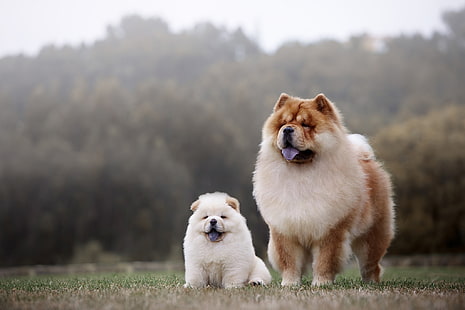 cani, due, cucciolo, mamma, Chow, Sfondo HD HD wallpaper