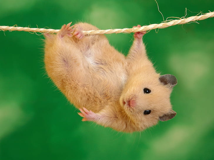 Mice climb wire, brown hamster, mice, climb, wire, animals, HD wallpaper