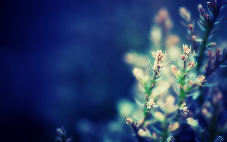 Plant Macro Blur HD, 자연, 매크로, 흐림, 식물, HD 배경 화면