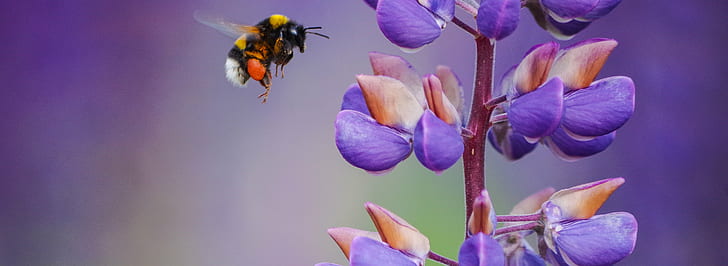 shallow focus photography of yellow and black bee near purple and brown flowers, in flight, shallow focus, photography, yellow, black, bee, purple and brown, bumblebee, blue, bokeh, Macro, close-up, flower, nature, plant, insect, springtime, petal, purple, HD wallpaper