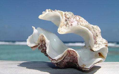 white and brown clam shell, shell, sea, beach, sky, HD wallpaper HD wallpaper