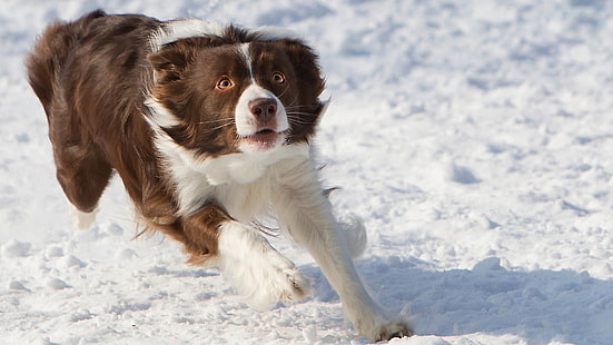 perro, Border Collie, animales, nieve, Fondo de pantalla HD HD wallpaper