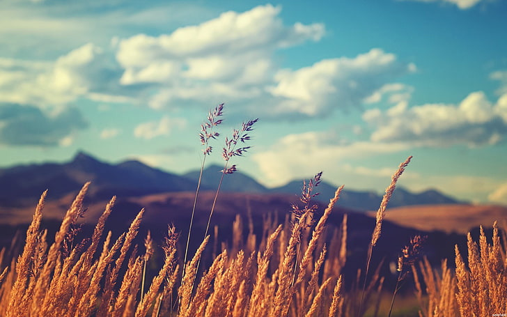 campo de trigo marrom, campo, grama, céu, plantas, nuvens, HD papel de parede