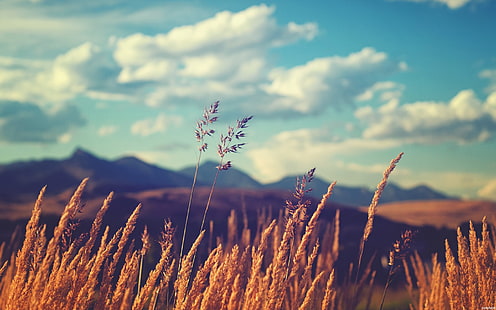 campo di grano marrone, campo, erba, cielo, piante, nuvole, Sfondo HD HD wallpaper