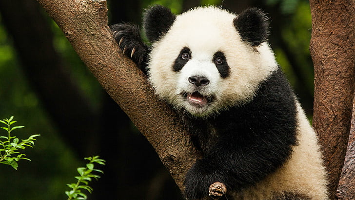 panda bear, bear, giant panda, terrestrial animal, panda, wildlife, wild animal, fauna, photography, HD wallpaper