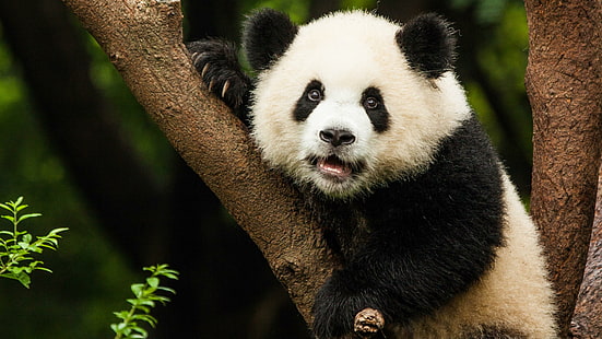 pandabjörn, björn, jättepanda, marklevande djur, panda, vilda djur, vilda djur, fauna, fotografi, HD tapet HD wallpaper