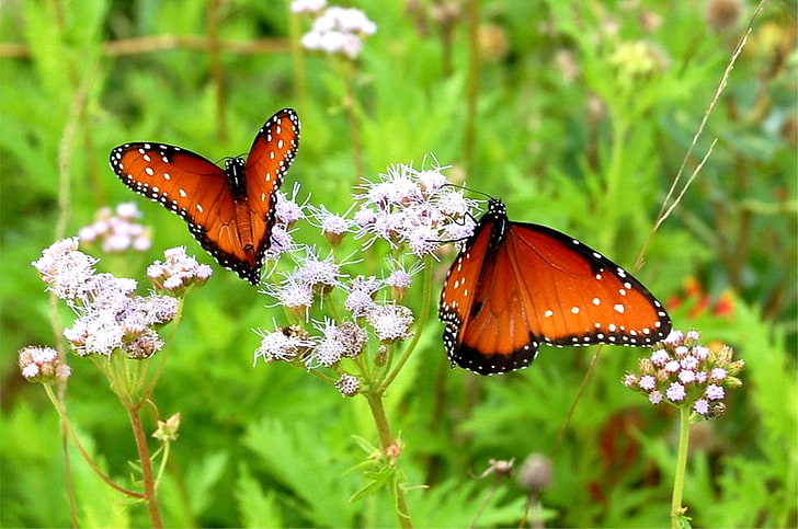 bukantenner Fladdra av djur Fjärilar HD-konst, blommor, vingar, buk, bröstkorg, antenner, HD tapet