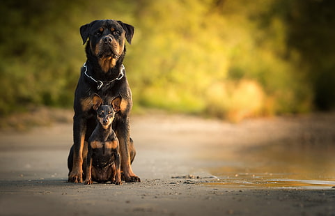 Hunde, Rottweiler, Bokeh, Zwergpinscher, HD-Hintergrundbild HD wallpaper