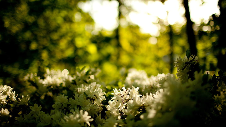 white flowers, nature, flowers, blurred, white flowers, bokeh, plants, HD wallpaper