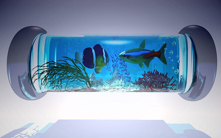 Fish Aquarium, blue, aquarium, fish, animals, HD wallpaper