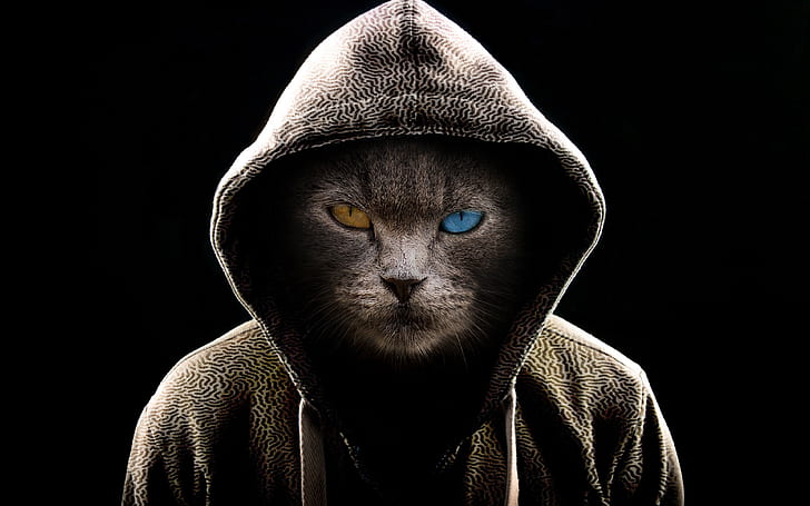 gelap, fantasi, kucing, serius, kucing, seni digital, mata cokelat, kap mesin, bermacam-macam, moncong, fiksi, mata biru, wajah kucing, heterochromia, latar belakang ultra hd 4k, Wallpaper HD