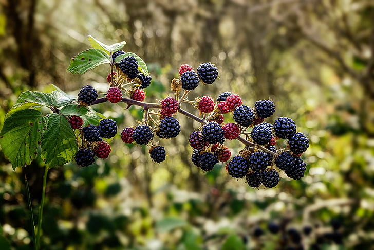ดำ, blackberry, สีน้ำเงิน, หนาม, กินได้, ผลไม้, Muron, ปลูก, Rosaceae, Rubus fruticosus, ไม้พุ่ม, มีหนาม, วอลล์เปเปอร์ HD