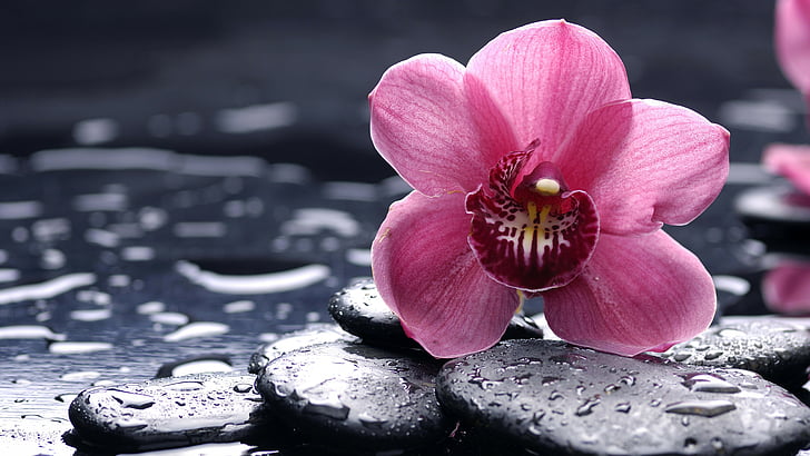 selektiv fokus rosa orkidéblomma på svart stenfotografering, orkidé, 5k, 4k tapeter, 8k, HD, blommor, droppar, rosa, HD tapet