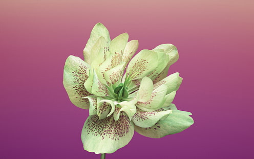 Fleur rétine-Apple iOS 11 iPhone 8 iPhone X HD Wa .., Fond d'écran HD HD wallpaper