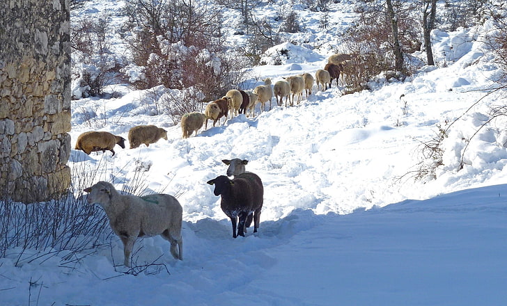 winter, snow, sheep, animals, HD wallpaper