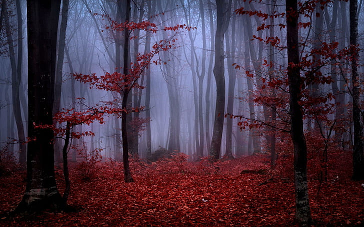 أوراق شجر الخريف الحمراء في غابة ضبابية ، أشجار بنية وأوراق حمراء ، طبيعة ، 2560x1600 ، شجرة ، غابة ، أوراق الشجر ، الخريف ، الخريف، خلفية HD