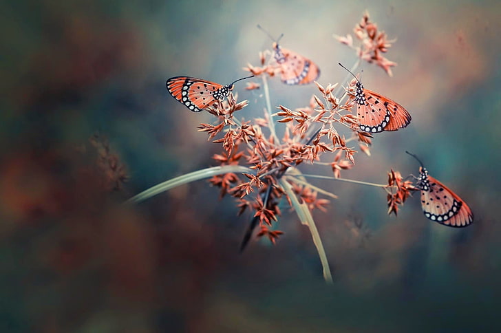 розовые бабочки, бабочки, природа, глубина резкости, насекомое, HD обои