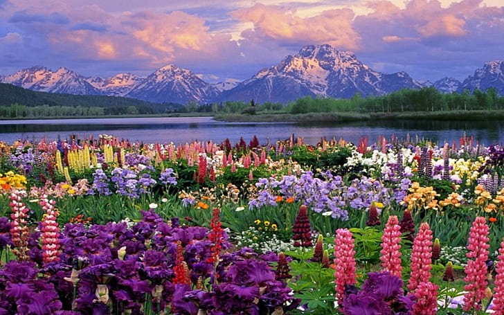 Góry Krajobrazy Kwiaty Ogród Scenic Jeziora Polne Kwiaty Dzikie Pulpit 2560 × 1600 Tapeta Hd, Tapety HD