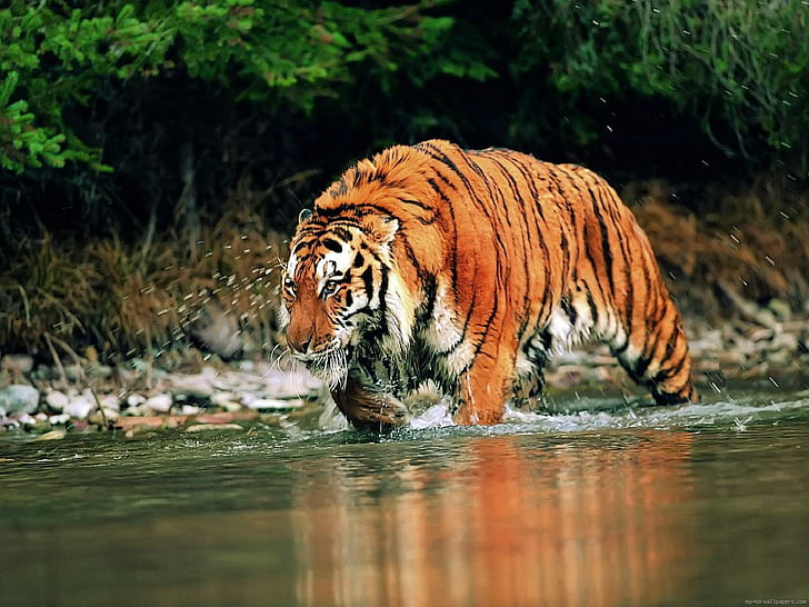 Тигр пересекает реку, бенгальский тигр, животное, тигр, река, вода, HD обои