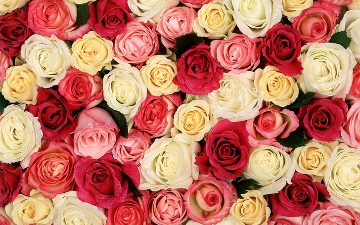 흰색, 분홍색 및 빨간 장미, 장미, 꽃, 꽃 봉오리, 많은, 다른, HD 배경 화면