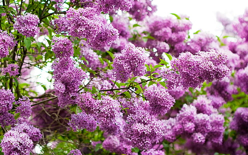Flowers Purple HD, purple flowrs, nature, fleurs, violet, Fond d'écran HD HD wallpaper