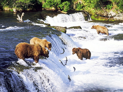 Beruang Grizzly Beruang Ikan Salmon Waterfall HD, hewan, sungai, air terjun, ikan, beruang, grizzly, salmon, Wallpaper HD HD wallpaper