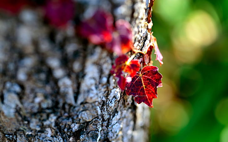 Folhas de outono vermelhas, outono, folhas, HD papel de parede