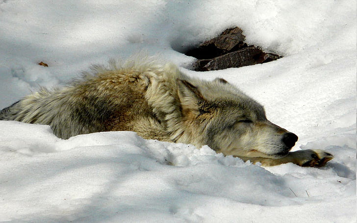 Cool Arctic Wolf, brown black white wolf, snow, wolf, winter, arctic, animals, HD wallpaper