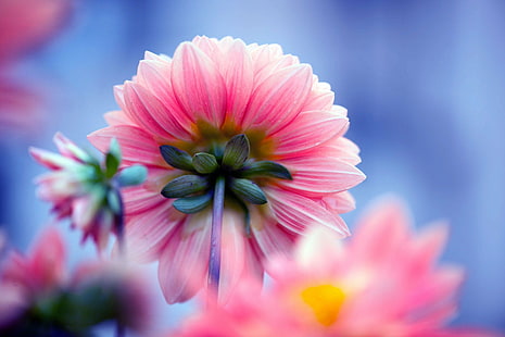 płytka fotografia płatka różowego kwiatu, cieniowanie, płytka ostrość, fotografia, różowy, płatek, dalia, kwiat, roślina, natura, NGC, NPC, różowy kolor, kwiat główka, lato, piękno w naturze, zbliżenie, fioletowy, Tapety HD HD wallpaper